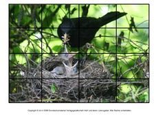 Puzzle-Amsel-1.pdf